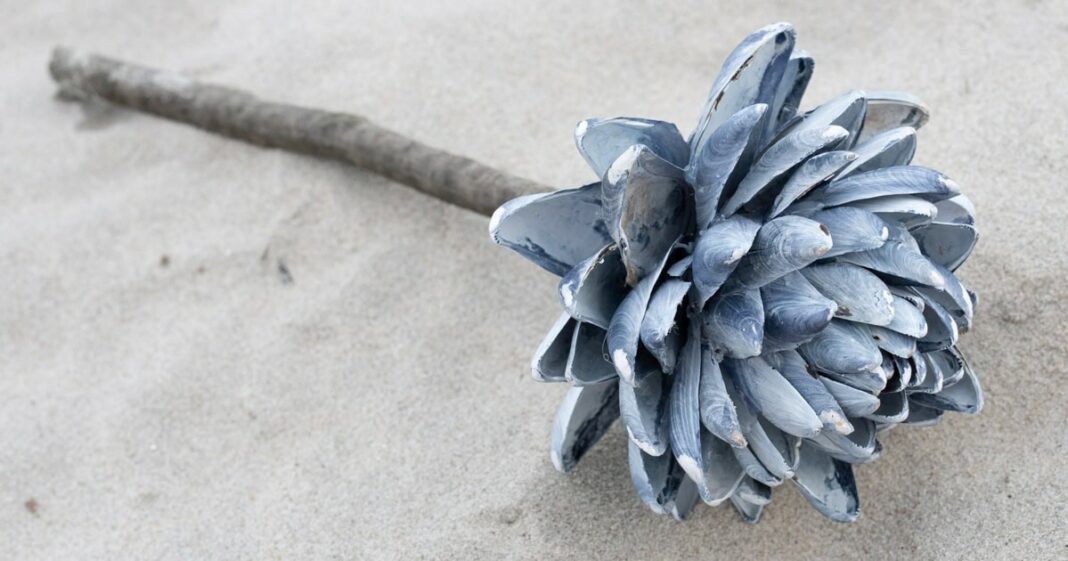 DIY mussel shell craft that looks like a protea flower