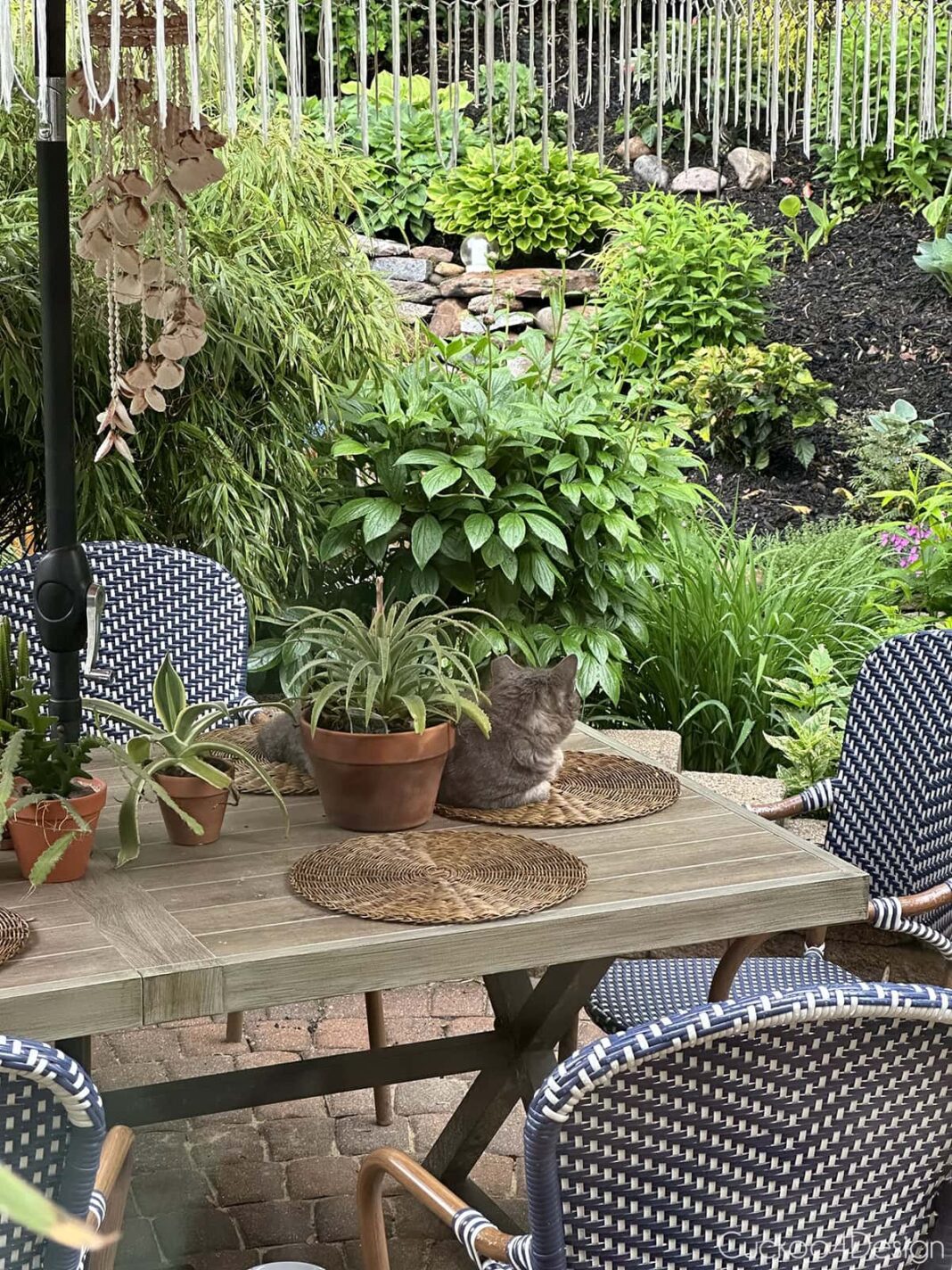 cat on patio table