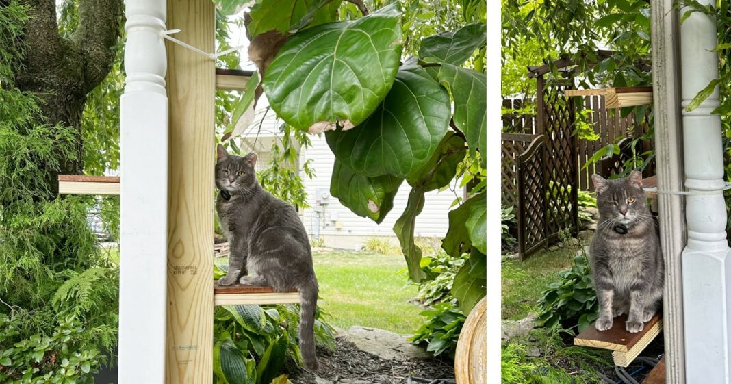 DIY outdoor cat ladder or stairs to second-floor window